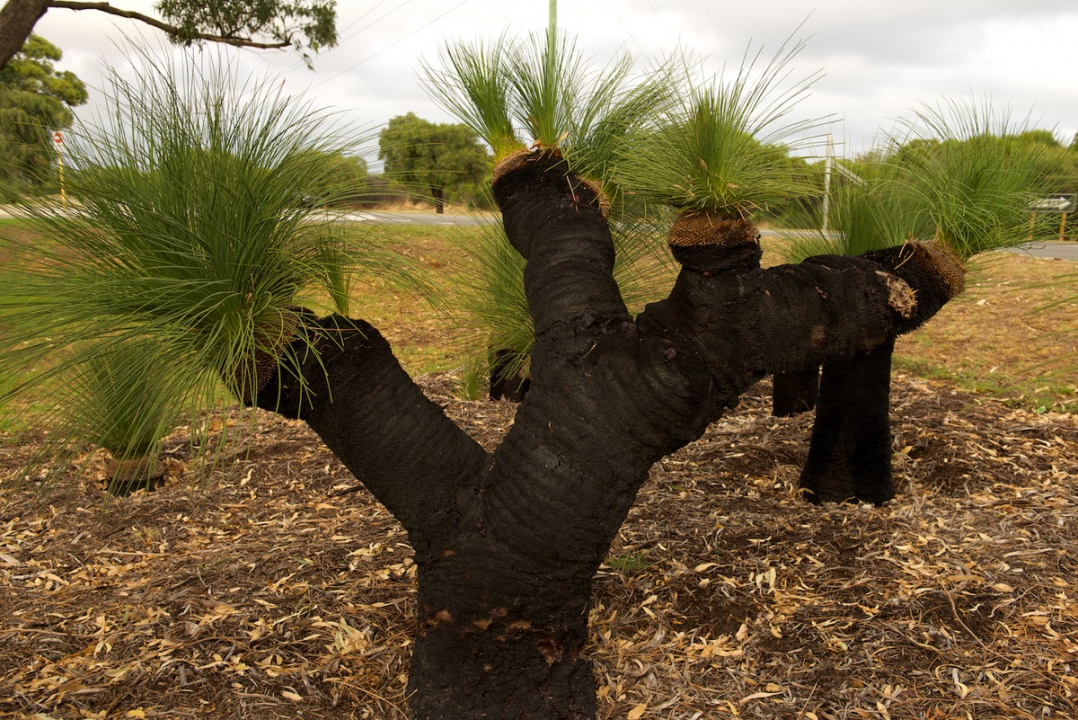 Grass Tree