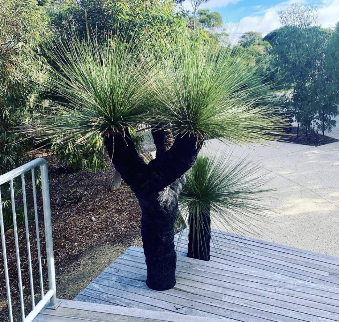 Grass Trees Victoria