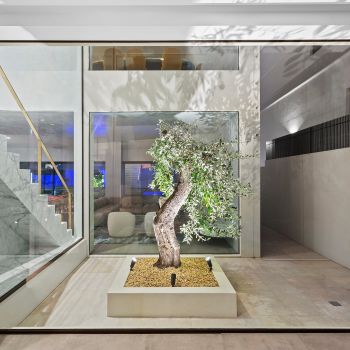 How would this sensational ancient olive look in your atrium?