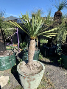 Dragon Tree (dracaena draco)