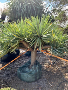 Dragon Tree (dracaena draco)