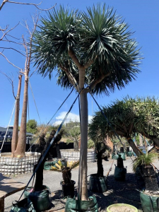 Dragon Tree (dracaena draco)