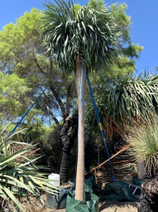 Dragon Tree (dracaena draco)