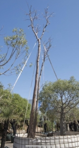 Boab (Adansonia gregorii)