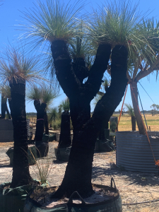 Grass Tree (Xanthorrhoea Preissii)