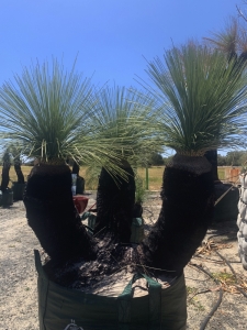 Grass Tree (Xanthorrhoea Preissii)