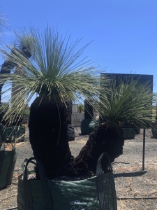 Grass Tree (Xanthorrhoea Preissii)