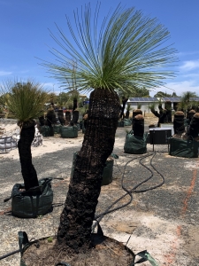 Grass Tree (Xanthorrhoea Preissii)