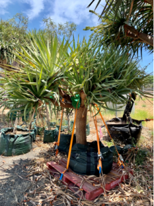 Dragon tree (dracaena draco)