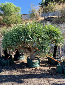 Dragon tree (dracaena draco)