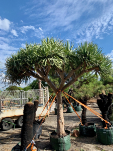 Dragon tree (dracaena draco)