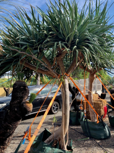 Dragon tree (dracaena draco)