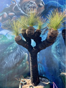 Grass Tree (Xanthorrhoea Preissii)