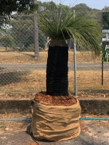 Grass Tree (Xanthorrhoea Preissii)