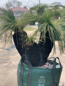 Grass Tree (Xanthorrhoea Preissii)
