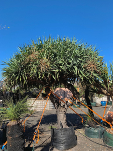 Dragon tree (dracaena draco)