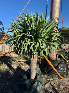Dragon tree (dracaena draco)