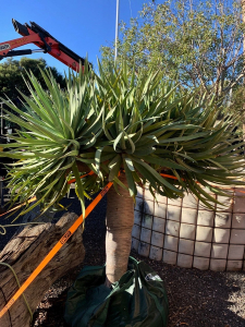 Dragon tree (dracaena draco)