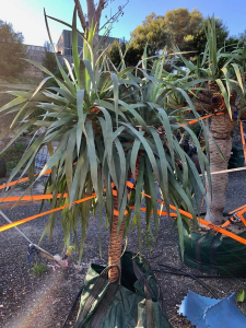 Dragon tree (dracaena draco)