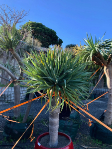 Dragon tree (dracaena draco)