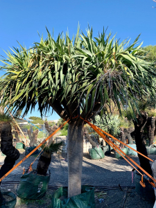 Dragon tree (dracaena draco)