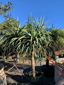 Dragon tree (dracaena draco)