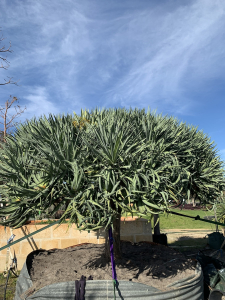 Dragon tree (dracaena draco)