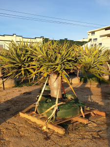 Dragon tree (dracaena draco)