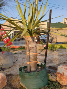 Dragon tree (dracaena draco)