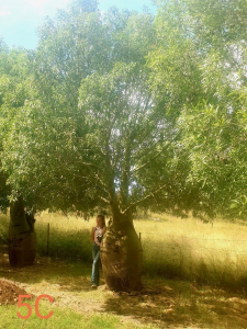 Queensland bottle tree (Brachychiton rupestris)