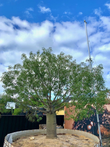 Queensland bottle tree (Brachychiton rupestris)