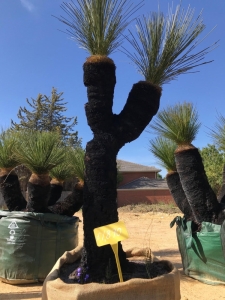 Grass Tree (Xanthorrhoea Preissii)