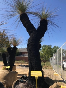 Grass tree (Xanthorrhoea Preissi)