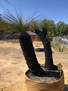 Grass Tree (Xanthorrhoea Preissii)