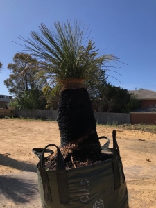 Grass Tree (Xanthorrhoea Preissii)