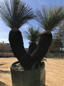 Grass Tree (Xanthorrhoea Preissii)