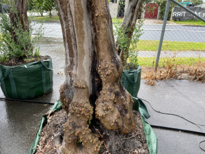 Medium tall Olive Tree
