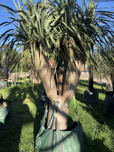 Dragon tree (dracaena draco)