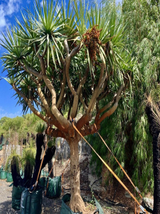 Dragon tree (dracaena draco)