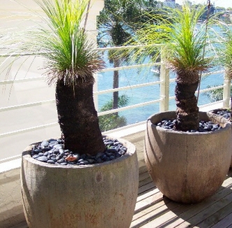 POTTED GRASS TREES