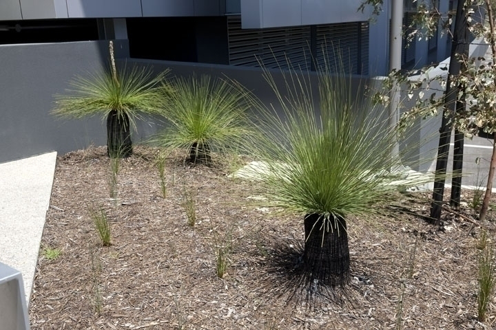 Grass Tree