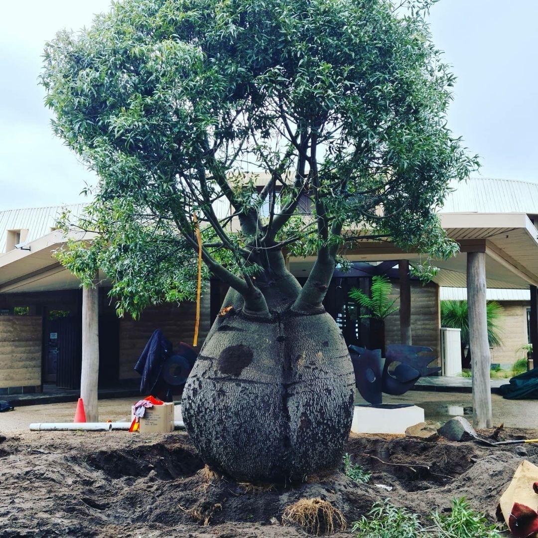 Bottle Trees Perth, WA Australia