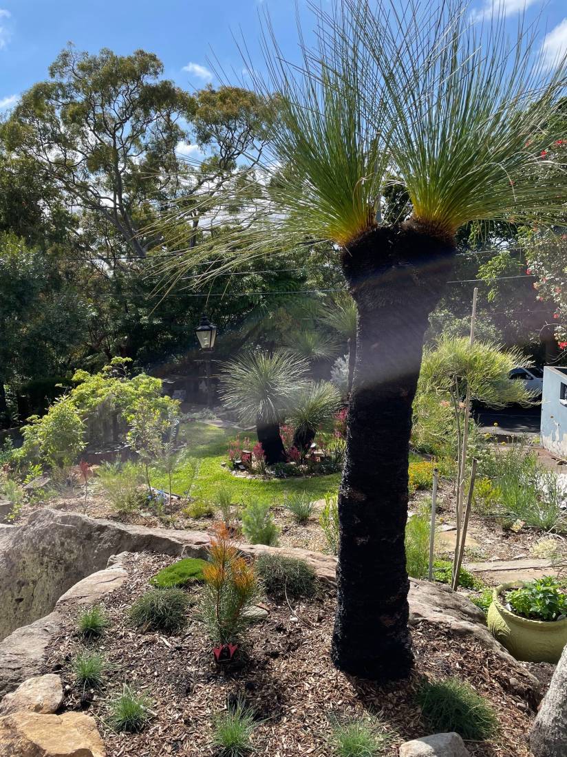 tall_split_grass_tree_in_native_garden.jpg