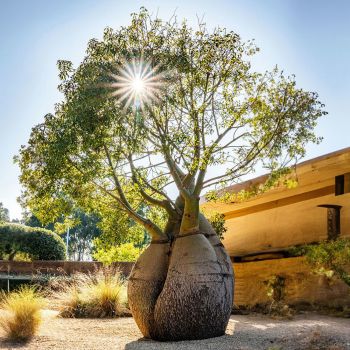 An amazing bottle tree finds its forever home in Flinders