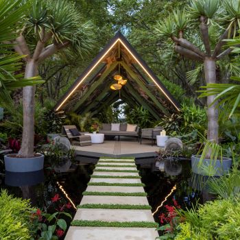 Spectacular dragon trees showcased in recent designer homes and garden shows across Australia
