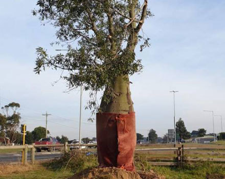 Big Beautiful Bottle Trees on Mornington- Tyabb rd, Victoria