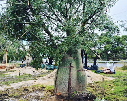 Dragon Trees, Bottle Trees and Grass Trees All for Sale at our New Victorian Outlets.