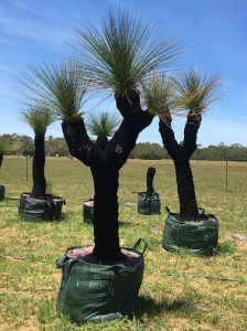 Grass Tree (Xanthorrhoea Preissii)