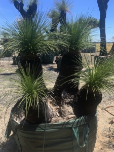 Grass Tree (Xanthorrhoea Preissii)