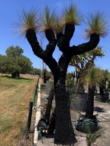 Grass Tree (Xanthorrhoea Preissii)